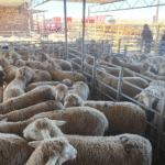 QURBANI APPEAL South Africa R2 500 | sheep